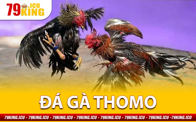 Đá Gà Thomo